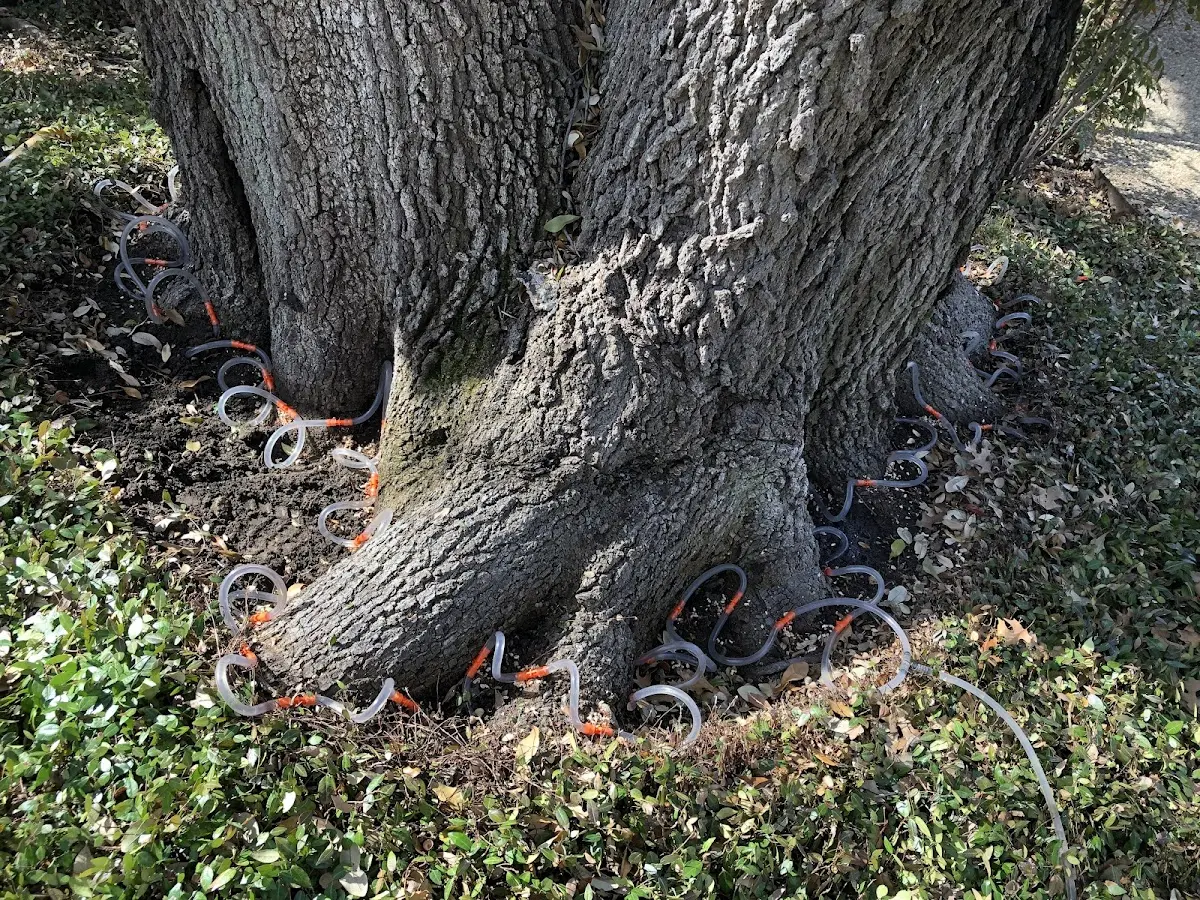 Detailed Tree Cabling and Bracing job site in Morrisville