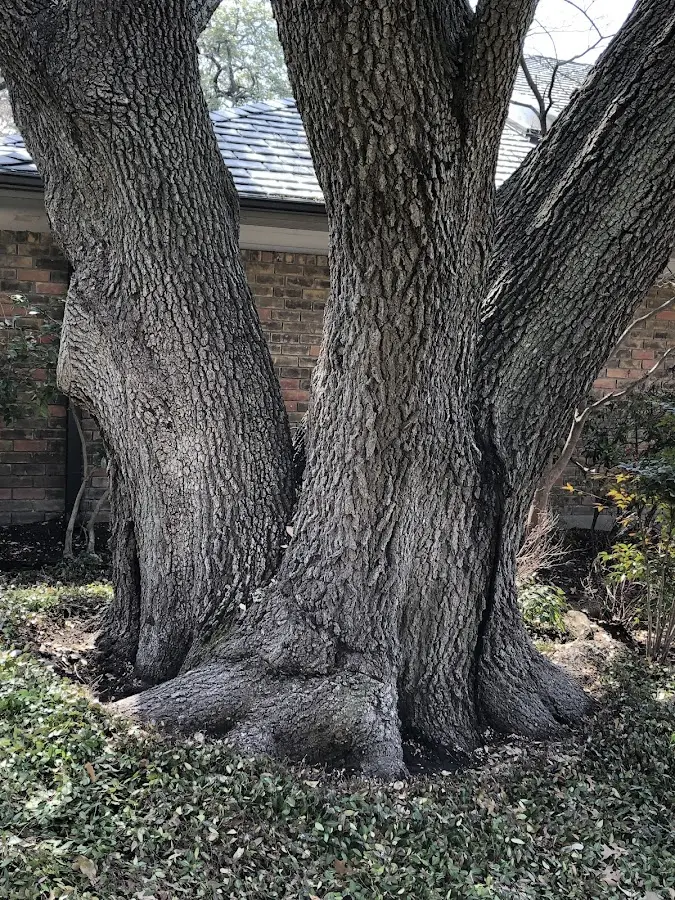 Mature heritage tree close to a Morrisville property cared for by certified arborists